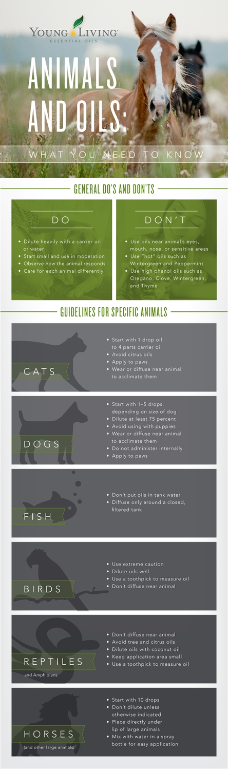 Animals-and-Pet-Infographic
